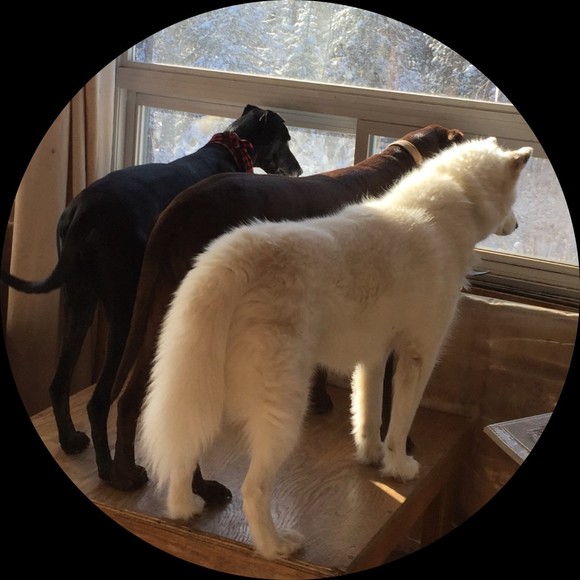 thepetproject